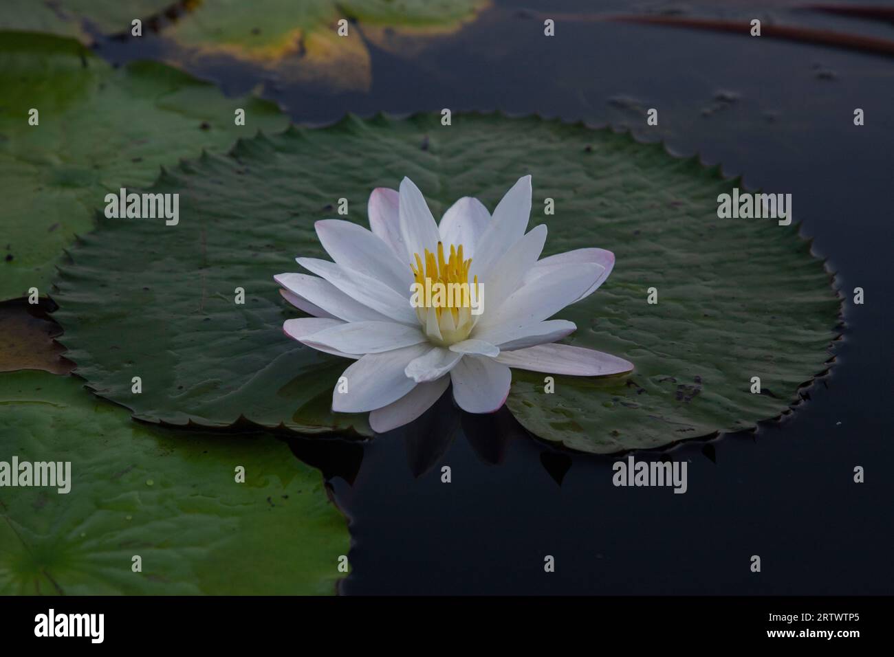 Full bloomed White-Water Lily (Nymphaeaceae, water lilies, lilly), the national flower of Bangladesh. Photo taken from `Shatla beel' in Ujirpur of Bar Stock Photo
